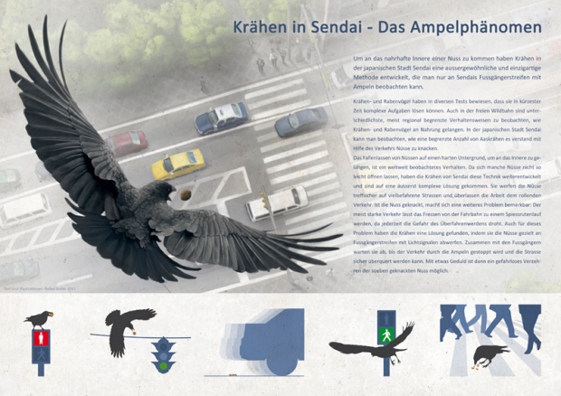 This is the final Illustration about the "Crows of Sendai City". I mainly used Photoshop and Illustrator for this work. (© Rafael Koller. All rights reserved)